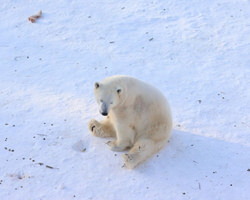 座っているシロクマ